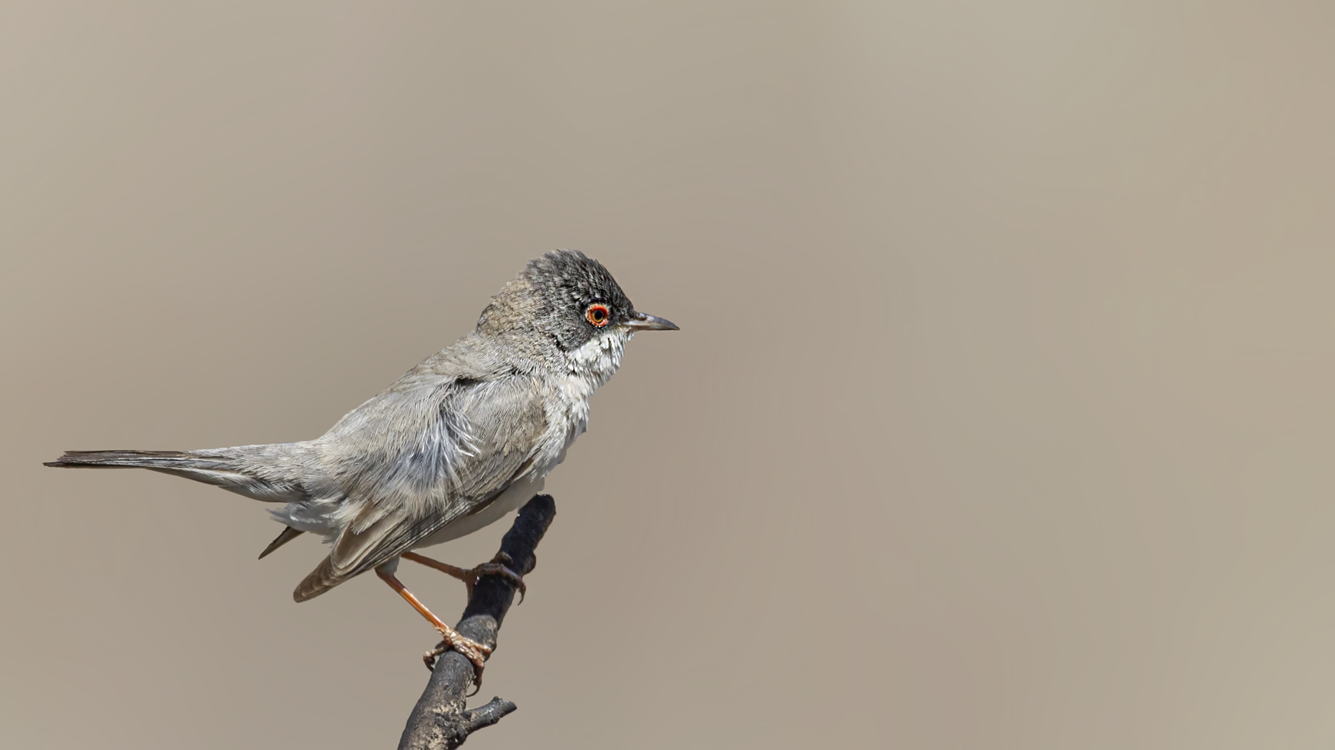 Menetries's Warbler